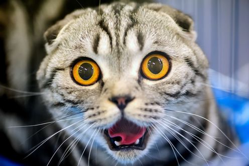 Обои на рабочий стол Очень удивленный желтоглазый кот на размытом фоне