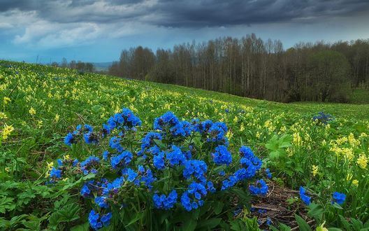 Обои на рабочий стол Алтай, медуница растущая на холмах среди желтых цветов, by Павел Филатов