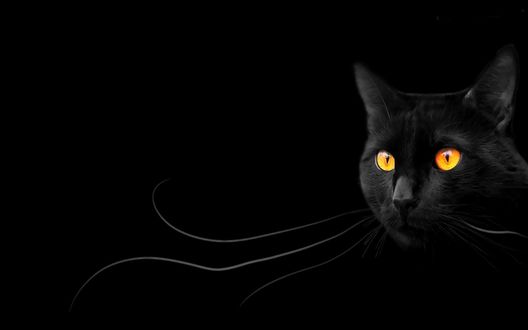 Черная кошка на белом без смс