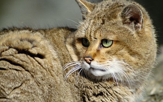 Обои на рабочий стол Серый кот с зелеными глазами