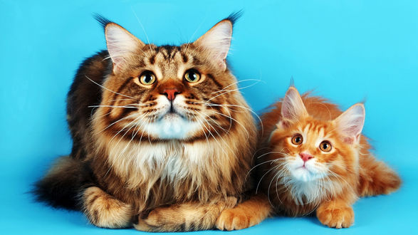 Обои на рабочий стол Кошка с котенком, порода Мэйн Кун / Maine Coon