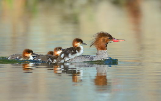 Обои на рабочий стол Утка с утятами на спине плывет в воде