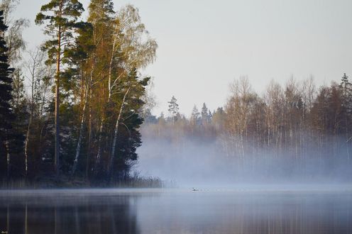 Обои на рабочий стол Туман над озером, на берегах которого растут деревья, фотограф Юрий Ц