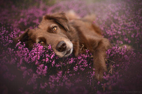 Обои на рабочий стол Пес лежит в цветах, фотограф Anne Geier