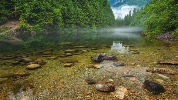 Обои на рабочий стол Тихая речка в глубине леса, сквозь прозрачную воду видно дно