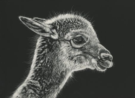 Обои на рабочий стол Детеныш ламы, by shonechacko