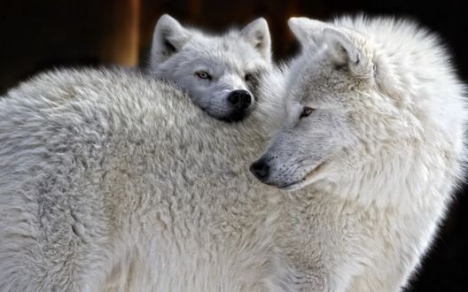 Обои на рабочий стол Белый волк с волчонком