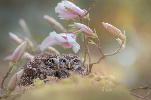Обои на рабочий стол Совы сидят у цветов, фотограф Tanja Brandt