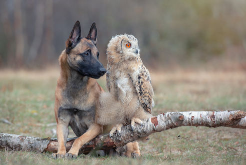 Обои на рабочий стол Сова и пес сидят рядом, фотограф Tanja Brandt