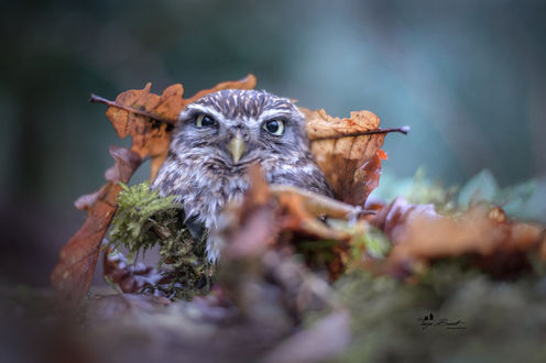 Обои на рабочий стол Сова в листве, фотограф Tanja Brandt