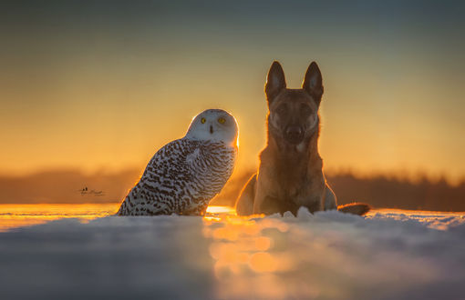 Обои на рабочий стол Сова и пес сидят рядом на фоне заката, фотограф Tanja Brandt