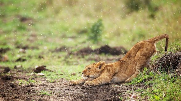 Обои на рабочий стол Львенок потягивается под дождем, фотограф Mark Bridger