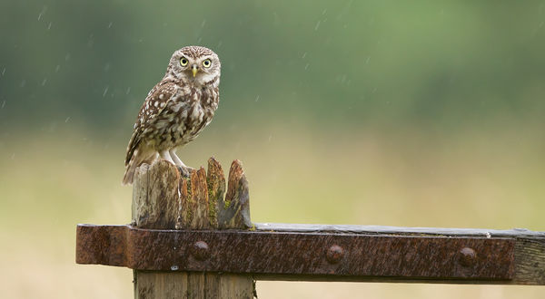 Обои на рабочий стол Сова под дождем сидит на заборе на сером фоне, фотограф Mark Bridger