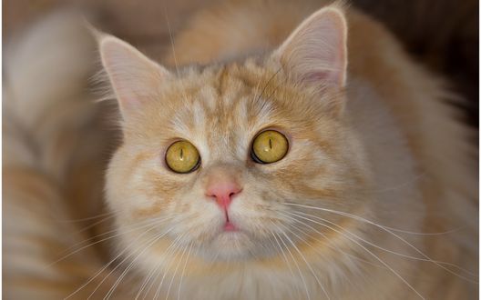 Черная кошка фото с желтыми глазами