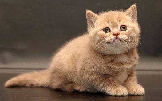 Обои на рабочий стол Маленький котенок крупным планом