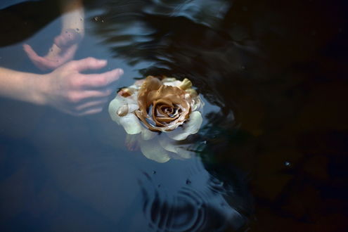 Обои на рабочий стол Женские руки и роза в воде