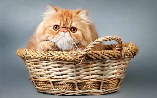 Обои на рабочий стол Рыжий котик сидит в корзине