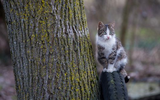 Обои на рабочий стол Кошка сидит на колесе у ствола дерева