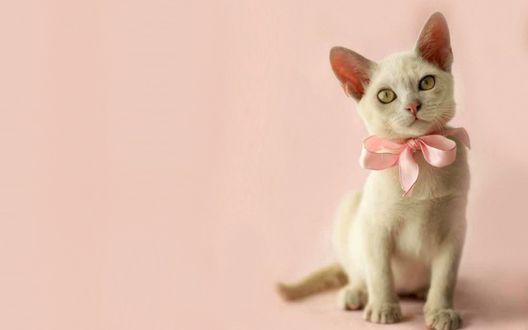 Обои на рабочий стол Белый котенок с розовой лентой, завязанной бантом на шее