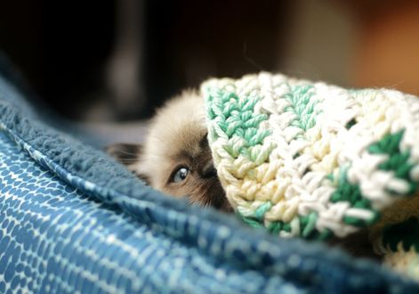 Обои на рабочий стол Котенок зарылся в вязанный плед, by Theanimalparade