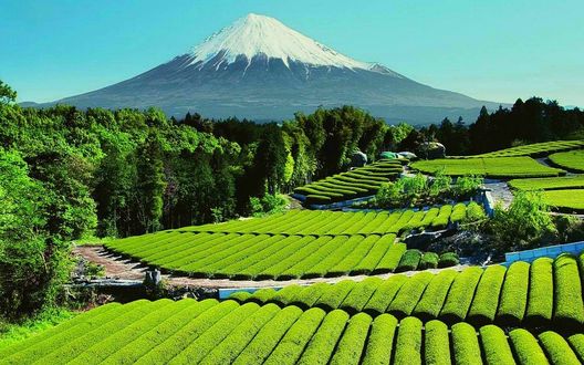 Обои на рабочий стол Japan / Япония, чайные плантации, лес, на фоне горы Фудзияма с заснеженной вершиной