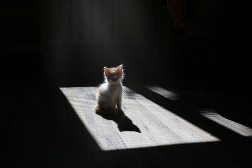 Обои на рабочий стол Маленький котенок сидит на полу, фотограф Инна Сухова