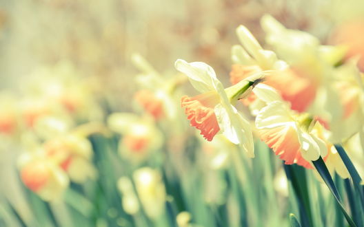 Обои на рабочий стол Поле бело-оранжевых нарциссов