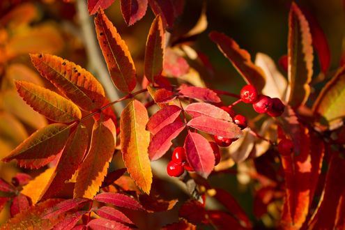 Обои на рабочий стол Осенняя ветка рябины, освещенная солнцем, макро
