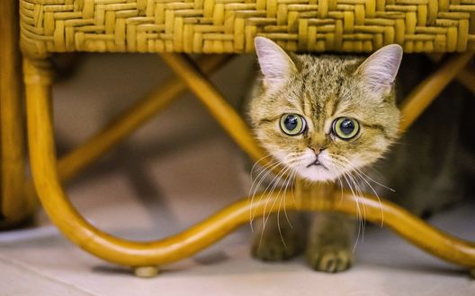 Обои на рабочий стол Экзотическая короткошерстная кошка
