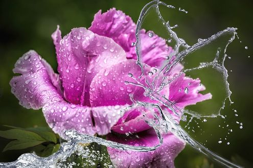 Обои на рабочий стол Пион, вода, капли, макросъемка на зелено-сером фоне