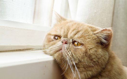 Обои на рабочий стол Рыжий кот породы экзот лежит, положив голову на подоконник