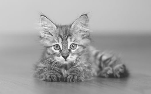 Обои на рабочий стол Полосатый котенок лежит на полу