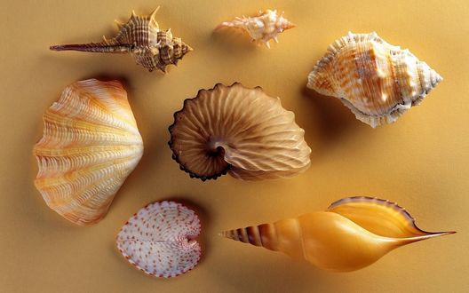 Обои на рабочий стол Морские ракушки, крупный план, на светло-коричневом фоне