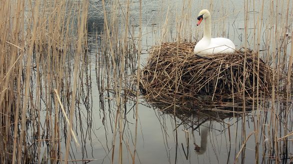 Обои на рабочий стол Белый лебедь сидит в гнезде на воде водоема с высокой сухой травой
