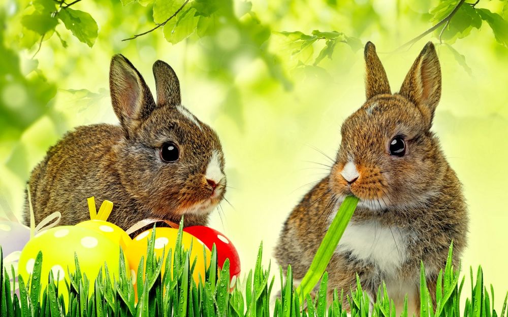 Обои для рабочего стола Два серых кролика сидят на траве, рядом пасхальные яйца