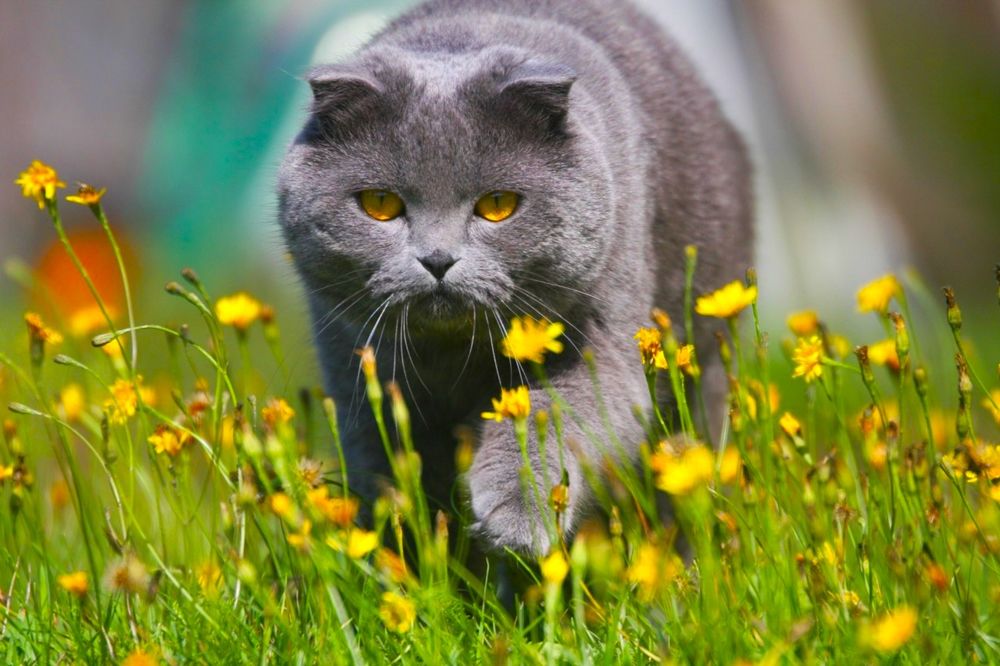 Обои для рабочего стола Желтоглазый серый кот идет по лужайке среди желтых цветов