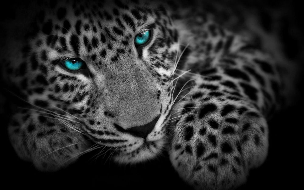 Обои для рабочего стола Белый леопард с голубыми глазами на черном фоне