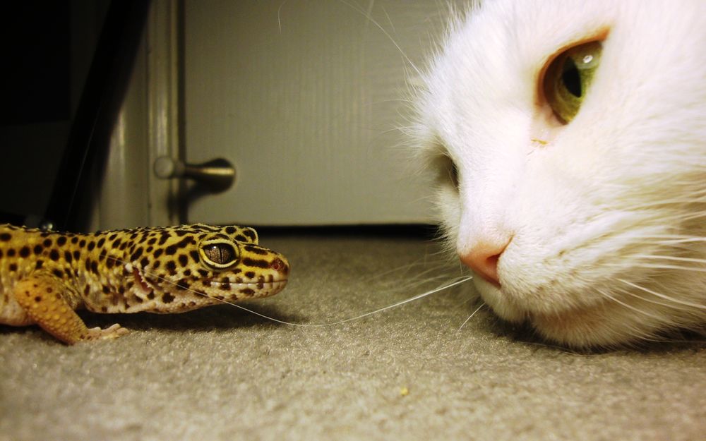 Обои для рабочего стола Белый кот рассматривает ящерицу на полу