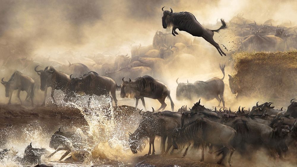 Обои для рабочего стола Стадо антилоп-гну переправляется через реку, наседая и прыгая друг на друга