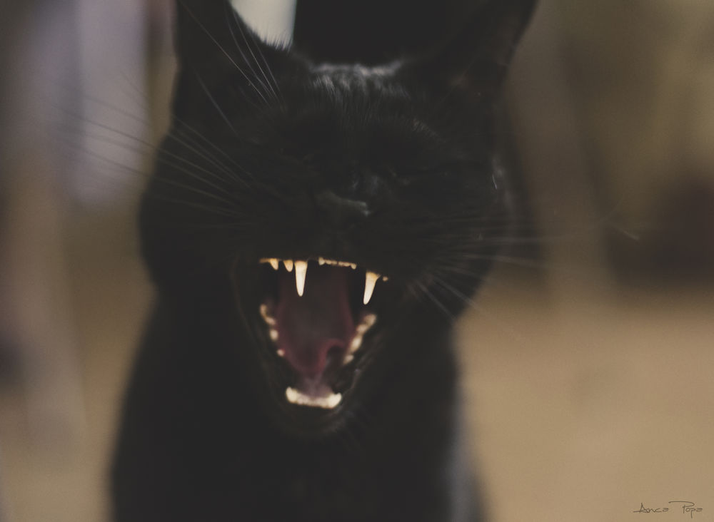 Обои для рабочего стола Черный кот зевает, by mooninherhair