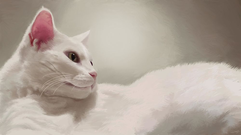 Обои для рабочего стола Белая кошка смотрит в стороу, by Ryan Shiver