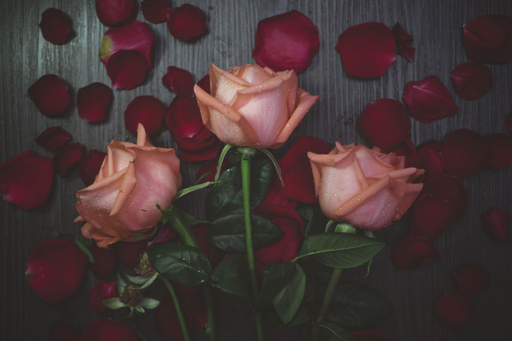Обои для рабочего стола Розовые розы в каплях росы и бордовые лепестки на столе
