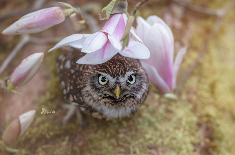 Обои для рабочего стола Сова сидит под цветком, фотограф Tanja Brandt