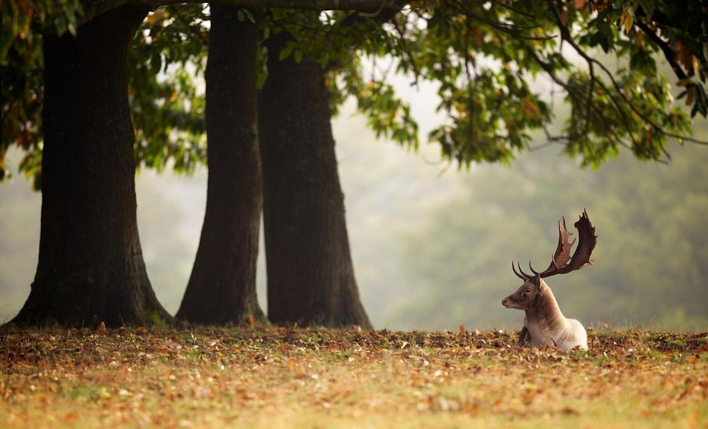 Обои для рабочего стола Олень отдыхает под раскидистым деревом, фотограф Mark Bridger