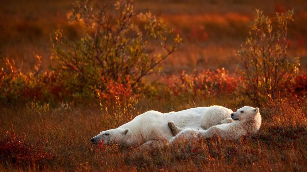 Обои для рабочего стола Белые медведи лежат на фоне осенней природы, фотограф Mark Bridger