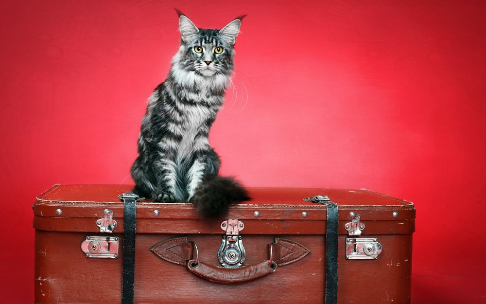 Обои для рабочего стола Серая кошка сидит на чемодане