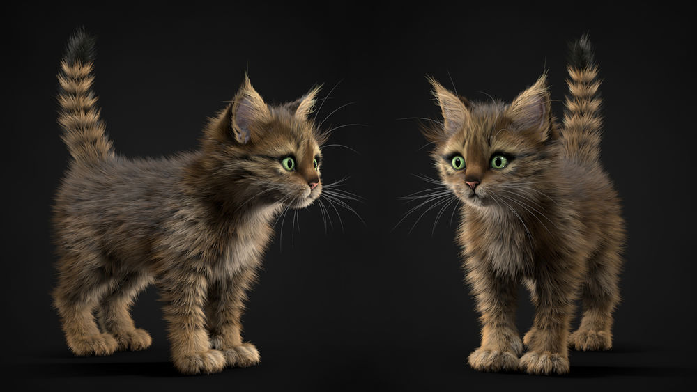 Обои для рабочего стола Два пушистых котенка, by Alina Makarenko