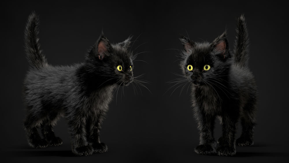 Обои для рабочего стола Два черных котенка, by Alina Makarenko