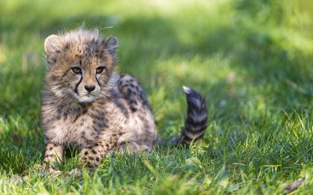 Обои для рабочего стола Детеныш гепарда сидит на зеленой траве, by Tambako The Jaguar