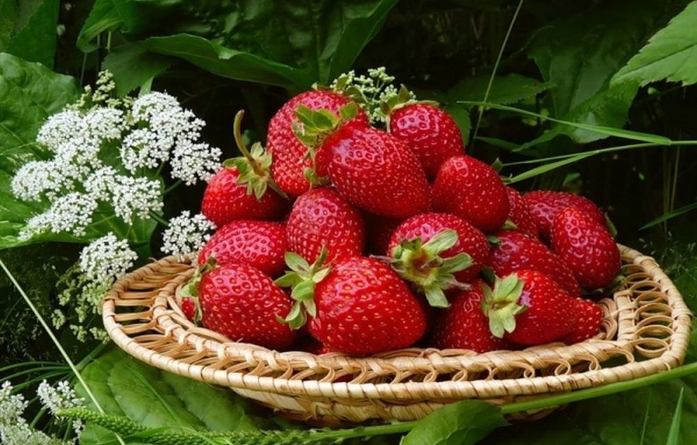 Обои для рабочего стола Клубника на плетеной тарелке